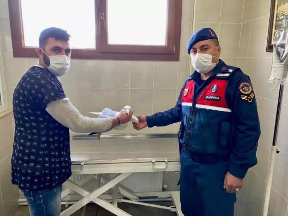 Son dakika haberleri | Jandarma sol ayağı kopmuş martı buldu