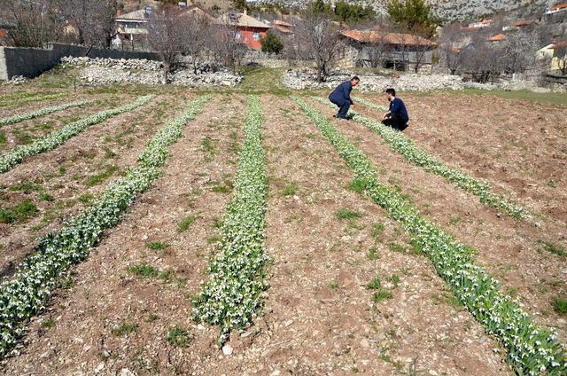 Koruma altındaki kardelenler Hollanda ve Almanya'ya ihraç ediliyor