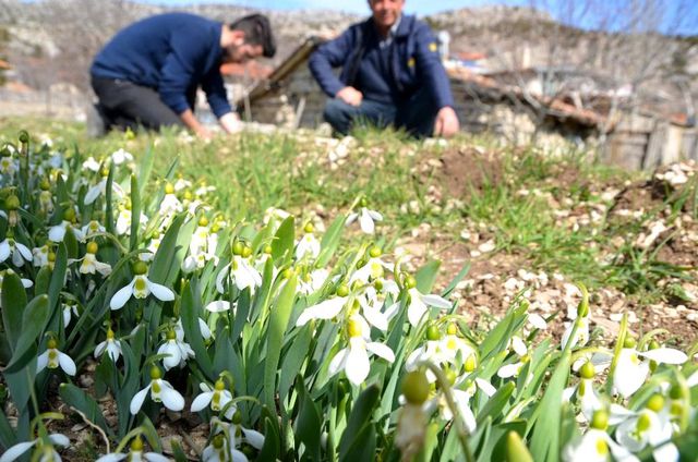 Koruma altındaki kardelenler Hollanda ve Almanya'ya ihraç ediliyor