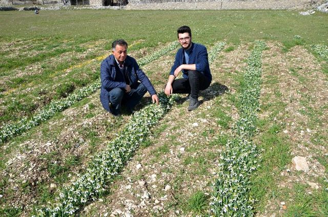 Koruma altındaki kardelenler Hollanda ve Almanya'ya ihraç ediliyor