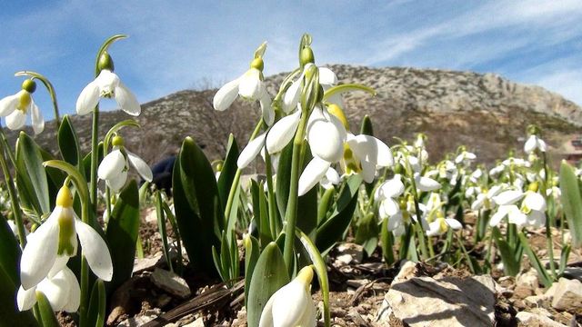 Koruma altındaki kardelenler Hollanda ve Almanya'ya ihraç ediliyor