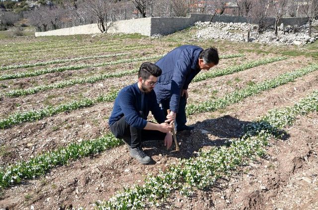 Koruma altındaki kardelenler Hollanda ve Almanya'ya ihraç ediliyor