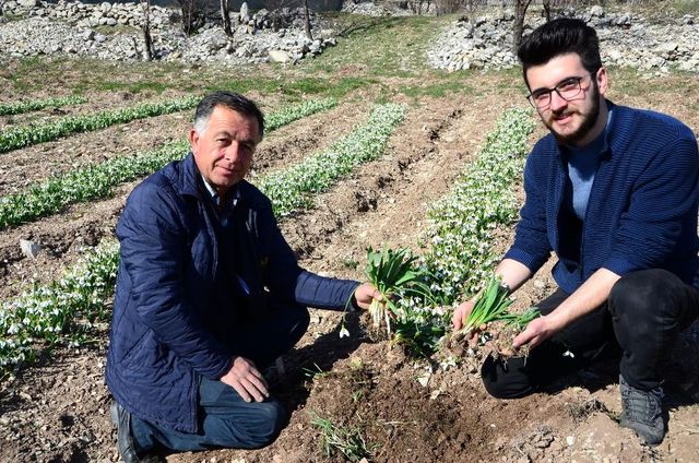 Koruma altındaki kardelenler Hollanda ve Almanya'ya ihraç ediliyor