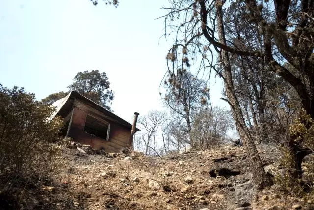Meksika'da devam eden orman yangınları 7 bin hektarlık alanı küle çevirdi