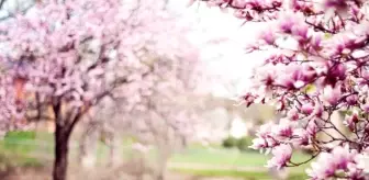Bahar Bayramı: Nevruz ne zaman? Nevruz Bayramı nasıl kutlanır? 2021 Nevruz kutlanacak mı? Bahar Bayramı: Nevruz ne zaman? Nevruz Bayramı nasıl kutlanır? 2021 Nevruz kutlanacak mı?