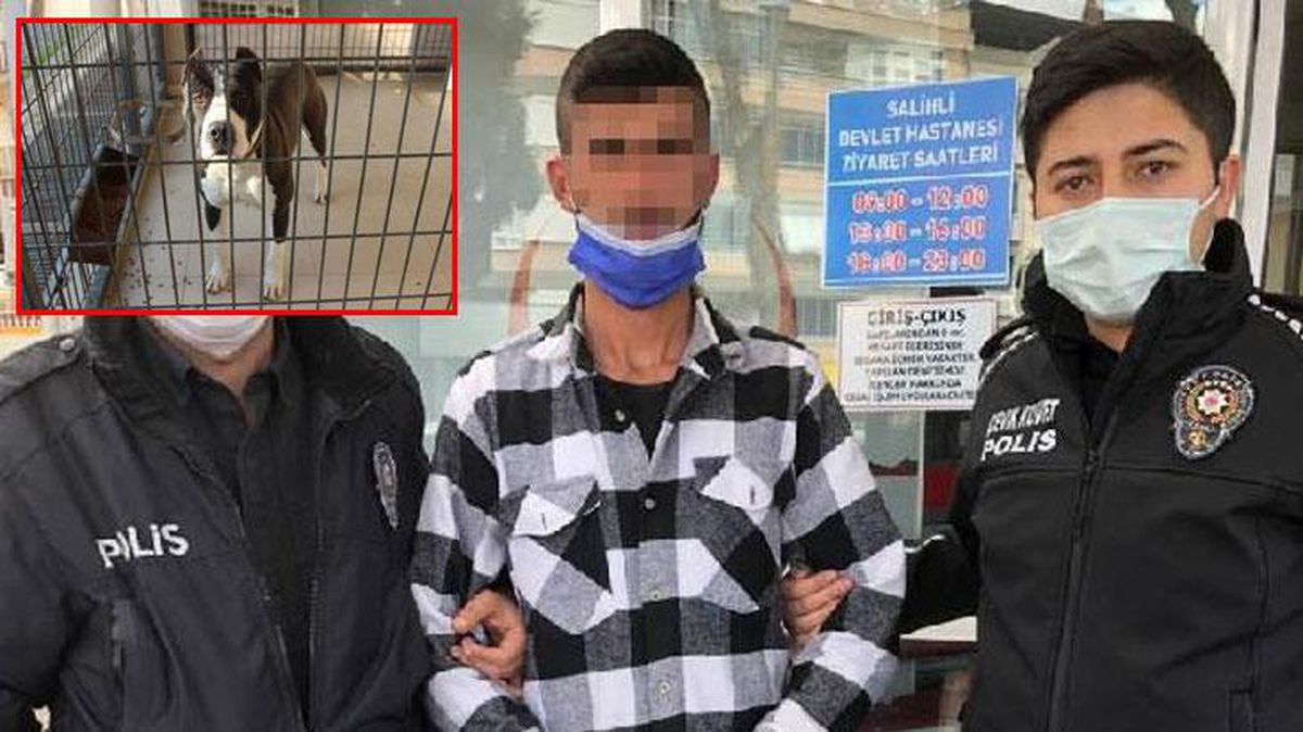 İhbara gelen polisler neye uğradığını anlayamadı! Pitbull cinsi köpeğini saldırttı