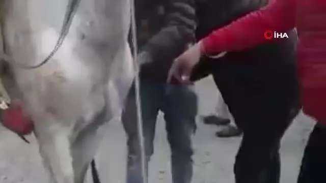 Şanlıurfa'da kamyonet ile at arabası çarpıştı: 1 yaralı