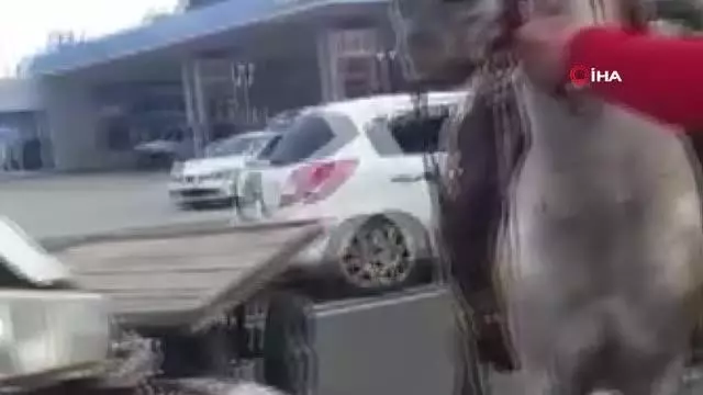Şanlıurfa'da kamyonet ile at arabası çarpıştı: 1 yaralı