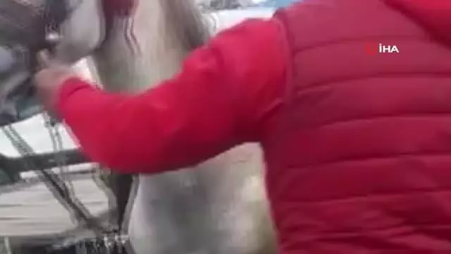 Şanlıurfa'da kamyonet ile at arabası çarpıştı: 1 yaralı