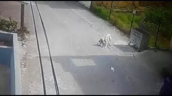 Sokak köpeğinin kediye saldırısı güvenlik kamerasında Sokak köpeğinin kediye saldırısı güvenlik kamerasında
