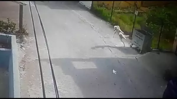 Sokak köpeğinin kediye saldırısı güvenlik kamerasında Sokak köpeğinin kediye saldırısı güvenlik kamerasında