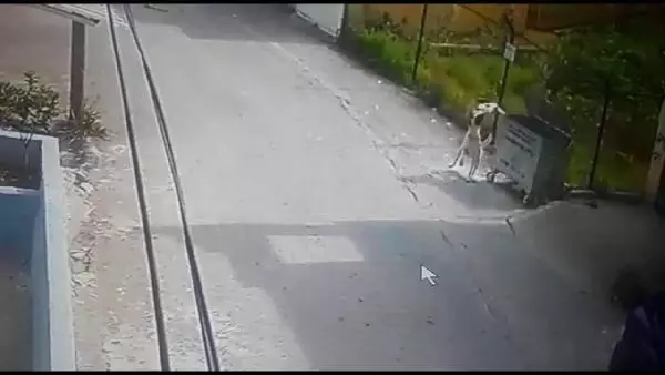 Sokak köpeğinin kediye saldırısı güvenlik kamerasında Sokak köpeğinin kediye saldırısı güvenlik kamerasında