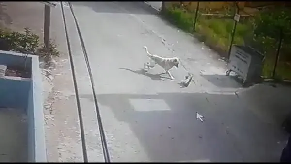 Sokak köpeğinin kediye saldırısı güvenlik kamerasında Sokak köpeğinin kediye saldırısı güvenlik kamerasında