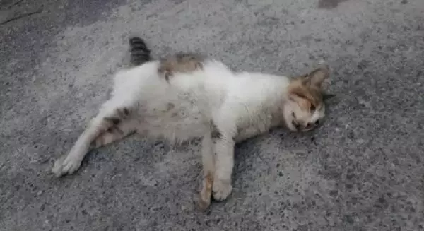 Sokak köpeğinin kediye saldırısı güvenlik kamerasında Sokak köpeğinin kediye saldırısı güvenlik kamerasında