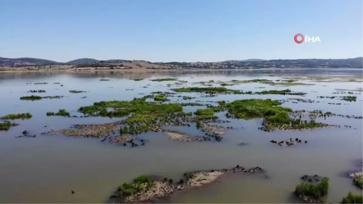 Türk akademisyenler 5 yeni parazit keşfetti