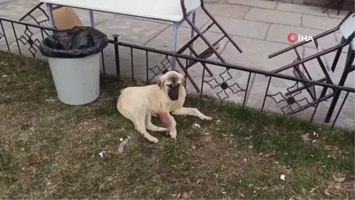 Vicdansız sürücü köpeğe çarpıp kaçtı.. Yaralı köpek saatlerce yarım bekledi