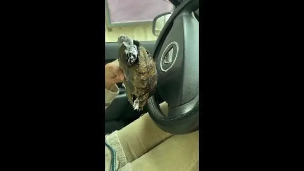 AMASYA 6 hayvanın telef olduğu yangında, yanan kaplumbağaya yanık kremi sürdüler AMASYA 6 hayvanın telef olduğu yangında, yanan kaplumbağaya yanık kremi sürdüler