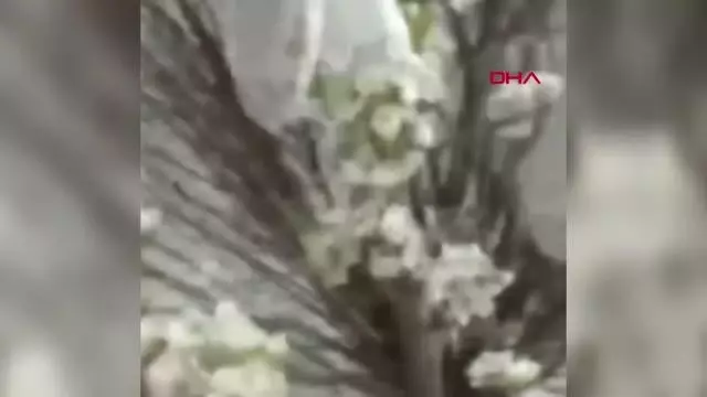 AMASYA 6 hayvanın telef olduğu yangında, yanan kaplumbağaya yanık kremi sürdüler AMASYA 6 hayvanın telef olduğu yangında, yanan kaplumbağaya yanık kremi sürdüler