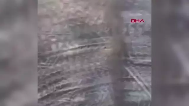 AMASYA 6 hayvanın telef olduğu yangında, yanan kaplumbağaya yanık kremi sürdüler AMASYA 6 hayvanın telef olduğu yangında, yanan kaplumbağaya yanık kremi sürdüler