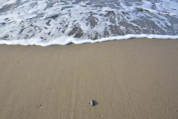 Caretta carettaların üreme alanı 'kesin korunacak hassas alan' ilan edildi