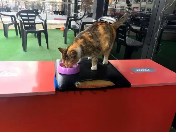 Gebe kediye şiddet uygulayan kadına para cezası Gebe kediye şiddet uygulayan kadına para cezası