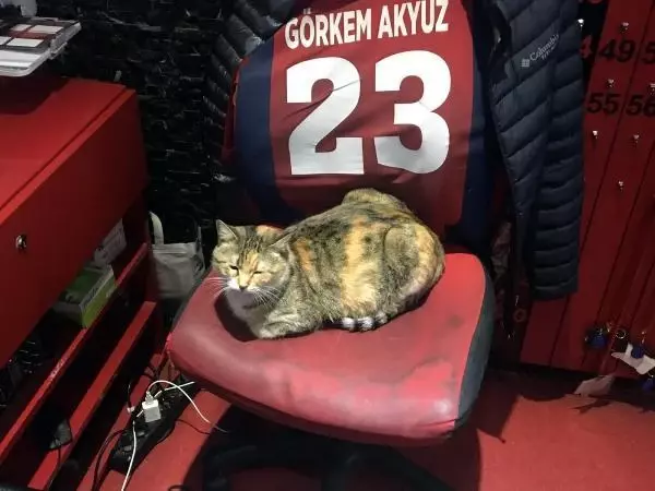 Gebe kediye şiddet uygulayan kadına para cezası Gebe kediye şiddet uygulayan kadına para cezası