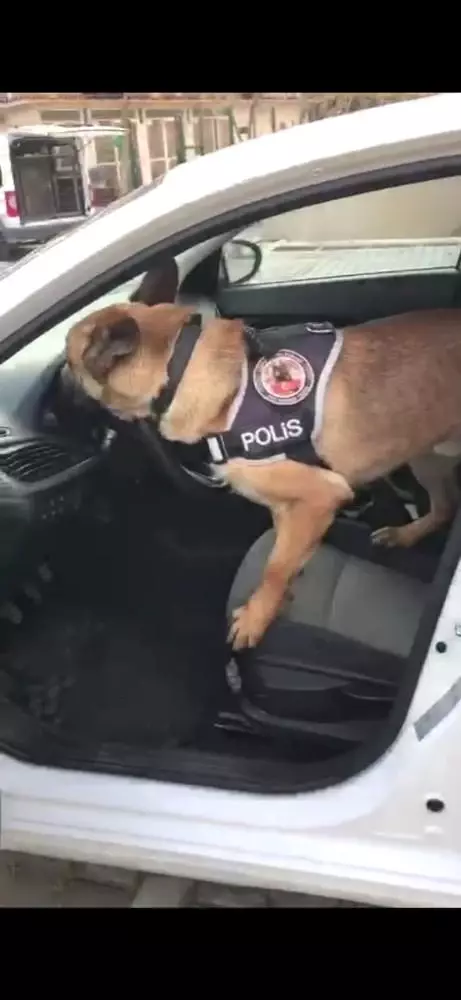 Gösterge paneline saklanan uyuşturucuyu narkotik köpeği Artur buldu Gösterge paneline saklanan uyuşturucuyu narkotik köpeği Artur buldu