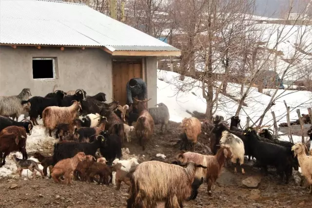 Hayvancılıkla uğraşanlar, kışın zorlu kısmını geride bıraktı Hayvancılıkla uğraşanlar, kışın zorlu kısmını geride bıraktı
