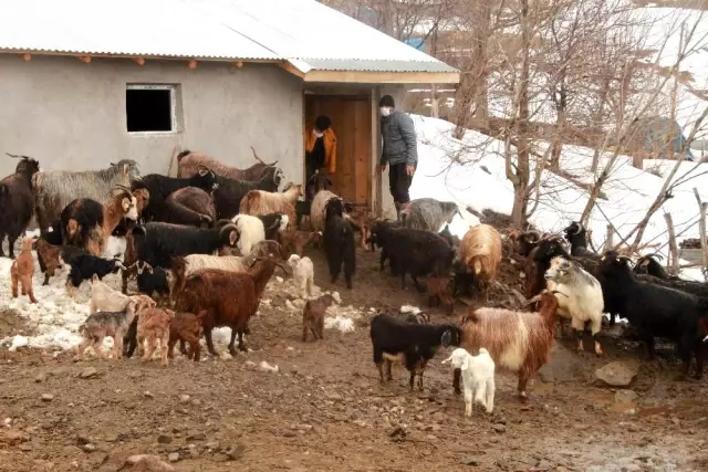 Hayvancılıkla uğraşanlar, kışın zorlu kısmını geride bıraktı Hayvancılıkla uğraşanlar, kışın zorlu kısmını geride bıraktı