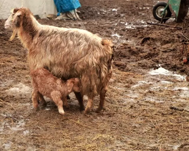 Hayvancılıkla uğraşanlar, kışın zorlu kısmını geride bıraktı Hayvancılıkla uğraşanlar, kışın zorlu kısmını geride bıraktı