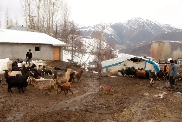 Hayvancılıkla uğraşanlar, kışın zorlu kısmını geride bıraktı Hayvancılıkla uğraşanlar, kışın zorlu kısmını geride bıraktı