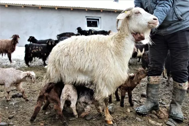 Hayvancılıkla uğraşanlar, kışın zorlu kısmını geride bıraktı Hayvancılıkla uğraşanlar, kışın zorlu kısmını geride bıraktı