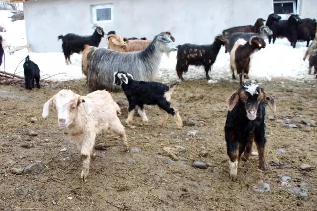 Hayvancılıkla uğraşanlar, kışın zorlu kısmını geride bıraktı Hayvancılıkla uğraşanlar, kışın zorlu kısmını geride bıraktı