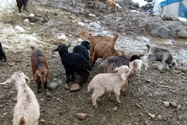 Hayvancılıkla uğraşanlar, kışın zorlu kısmını geride bıraktı Hayvancılıkla uğraşanlar, kışın zorlu kısmını geride bıraktı