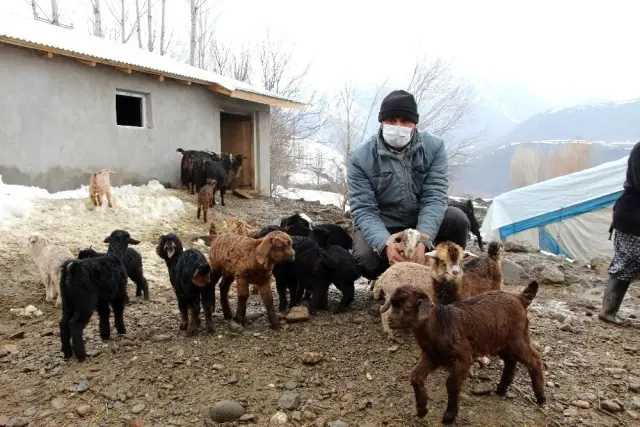 Hayvancılıkla uğraşanlar, kışın zorlu kısmını geride bıraktı Hayvancılıkla uğraşanlar, kışın zorlu kısmını geride bıraktı