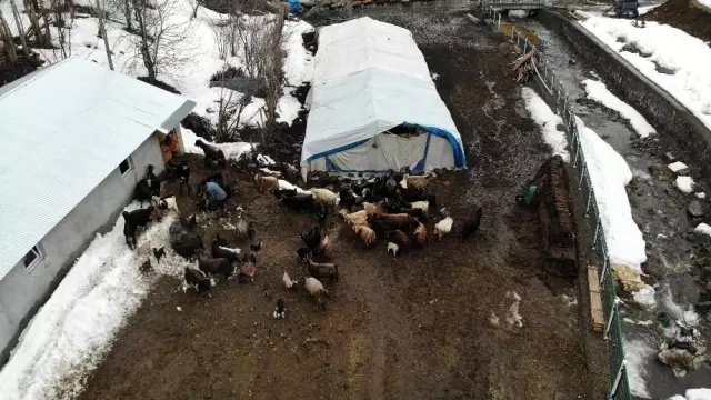 Hayvancılıkla uğraşanlar, kışın zorlu kısmını geride bıraktı Hayvancılıkla uğraşanlar, kışın zorlu kısmını geride bıraktı