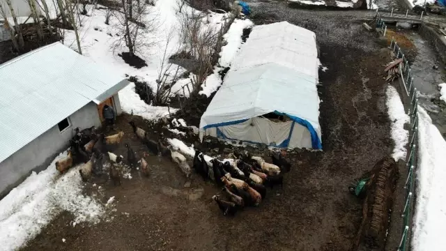 Hayvancılıkla uğraşanlar, kışın zorlu kısmını geride bıraktı Hayvancılıkla uğraşanlar, kışın zorlu kısmını geride bıraktı