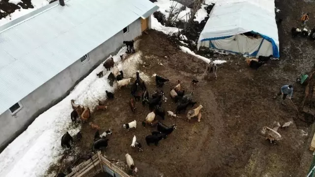 Hayvancılıkla uğraşanlar, kışın zorlu kısmını geride bıraktı Hayvancılıkla uğraşanlar, kışın zorlu kısmını geride bıraktı