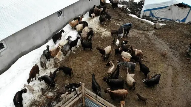 Hayvancılıkla uğraşanlar, kışın zorlu kısmını geride bıraktı Hayvancılıkla uğraşanlar, kışın zorlu kısmını geride bıraktı
