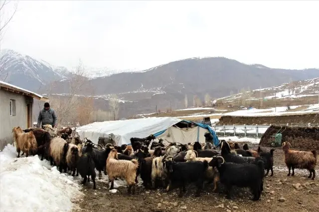 Hayvancılıkla uğraşanlar, kışın zorlu kısmını geride bıraktı Hayvancılıkla uğraşanlar, kışın zorlu kısmını geride bıraktı
