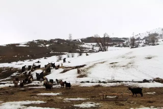 Hayvancılıkla uğraşanlar, kışın zorlu kısmını geride bıraktı Hayvancılıkla uğraşanlar, kışın zorlu kısmını geride bıraktı