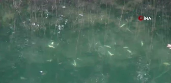 Manavgat Sanayisinde balık ölümleri