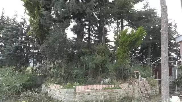 'Orman dede' yıllarca emek verip kurduğu 'botanik parkta' salgından uzakta yaşıyor 'Orman dede' yıllarca emek verip kurduğu 'botanik parkta' salgından uzakta yaşıyor