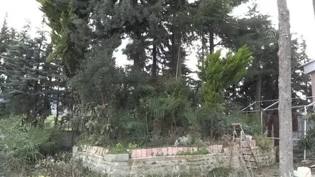 'Orman dede' yıllarca emek verip kurduğu 'botanik parkta' salgından uzakta yaşıyor 'Orman dede' yıllarca emek verip kurduğu 'botanik parkta' salgından uzakta yaşıyor