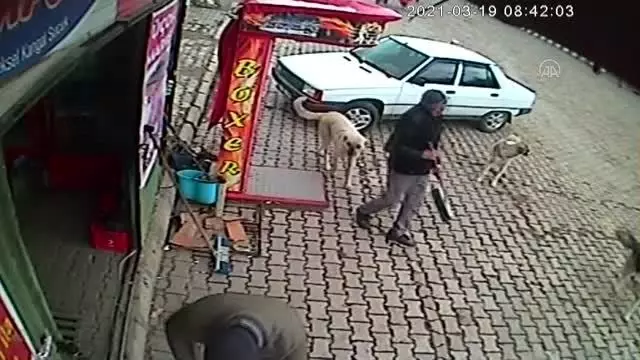 Son dakika haberleri | AFYONKARAHİSAR - Belediye işçilerinin peşlerine takılan köpekleri ekmekle beslemesi kameralara yansıdı Son dakika haberleri | AFYONKARAHİSAR - Belediye işçilerinin peşlerine takılan köpekleri ekmekle beslemesi kameralara yansıdı