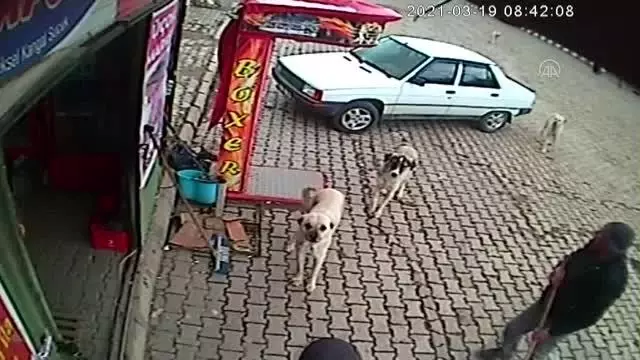 Son dakika haberleri | AFYONKARAHİSAR - Belediye işçilerinin peşlerine takılan köpekleri ekmekle beslemesi kameralara yansıdı Son dakika haberleri | AFYONKARAHİSAR - Belediye işçilerinin peşlerine takılan köpekleri ekmekle beslemesi kameralara yansıdı