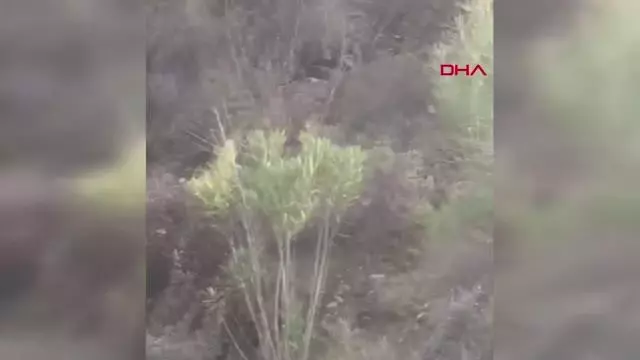 ANTALYA Manavgat'ta ormanda erkek cesedi bulundu ANTALYA Manavgat'ta ormanda erkek cesedi bulundu