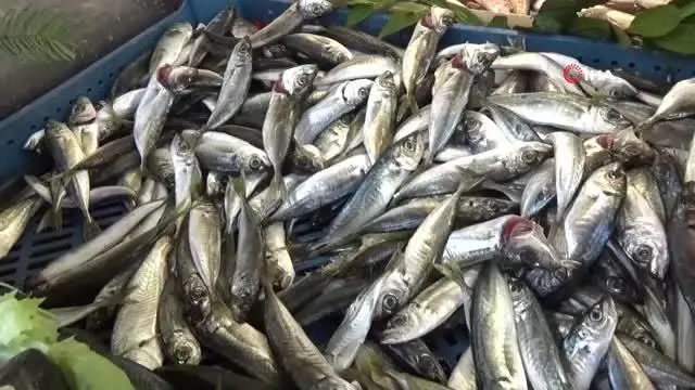 Balıkçılar, sezon kapanmadan balık yemeye davet etti Balıkçılar, sezon kapanmadan balık yemeye davet etti