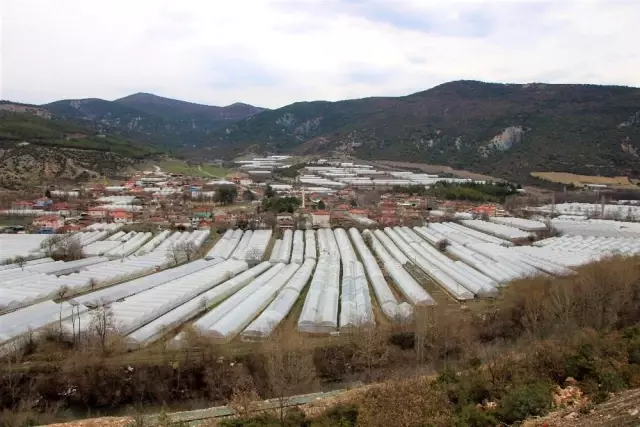 Karadeniz'in sebze üssü Amasya'da domates fideleri toprakla buluştu Karadeniz'in sebze üssü Amasya'da domates fideleri toprakla buluştu