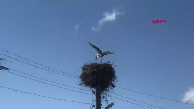 KARS Leylekler yuvalarını böyle koruyor KARS Leylekler yuvalarını böyle koruyor